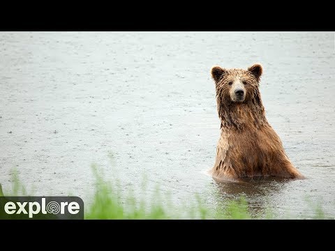 🔴 LIVE · 강가에서 기다리는 곰들 대표 이미지